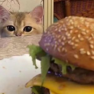 成人免费无码视频
